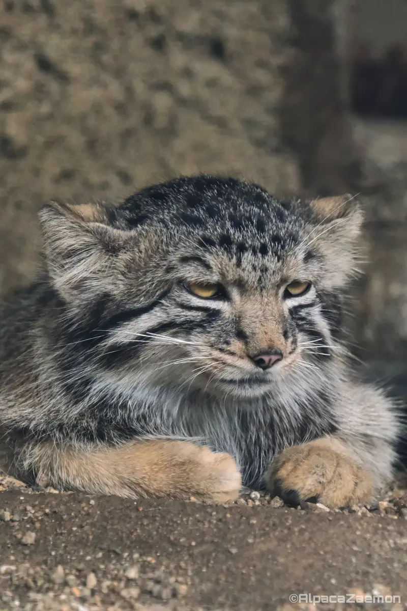 A photograph of Nagomu in Kobe Animal Kingdom
