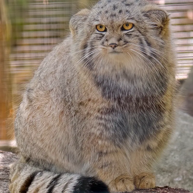 A photograph of Kitten of Alani b.2026 Ⅱ in Košice Zoo