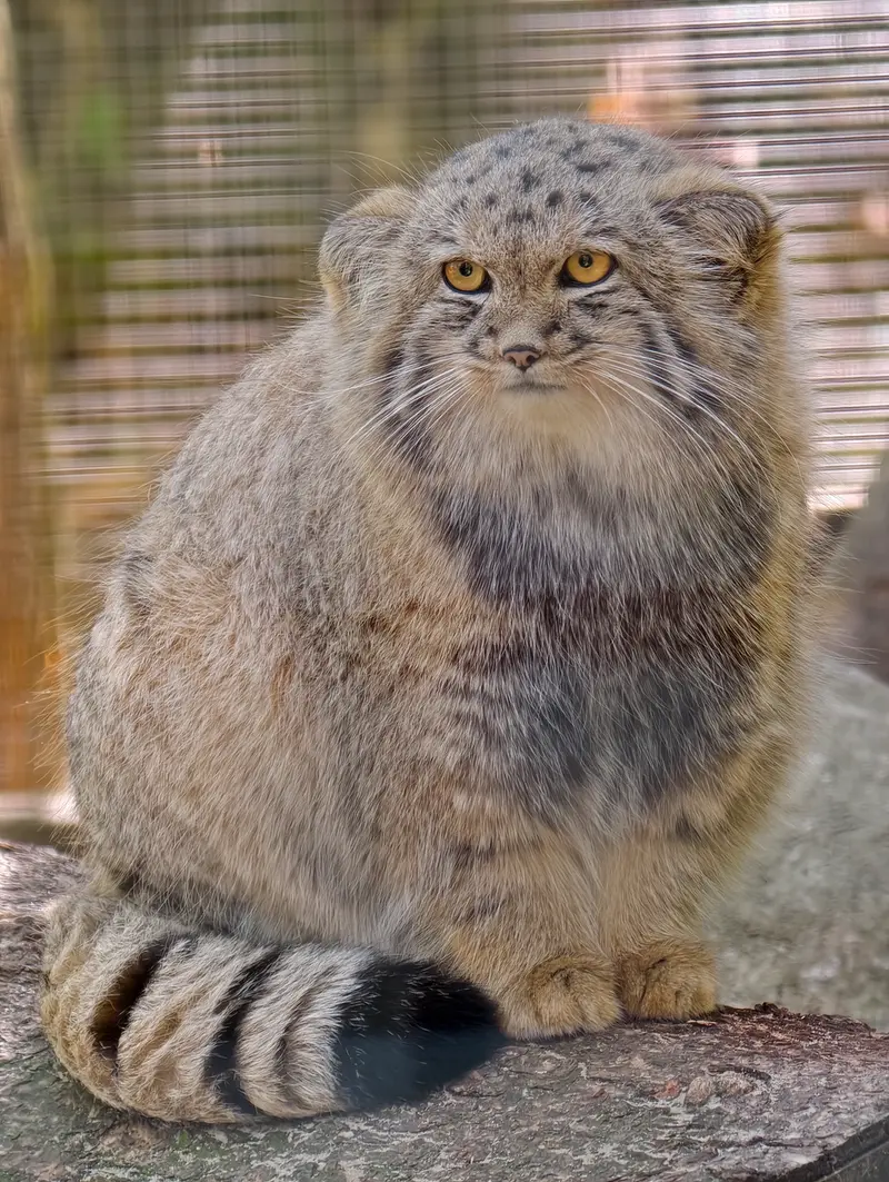 A photograph of Kitten of Alani b.2026 Ⅱ in Košice Zoo