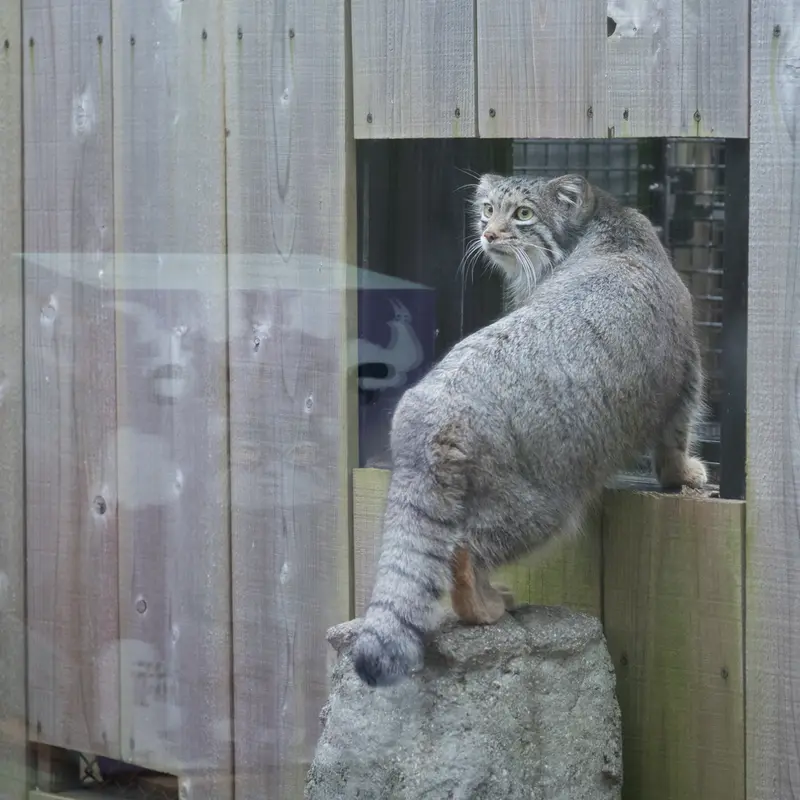 A photograph of Oto in Saitama Children's Zoo