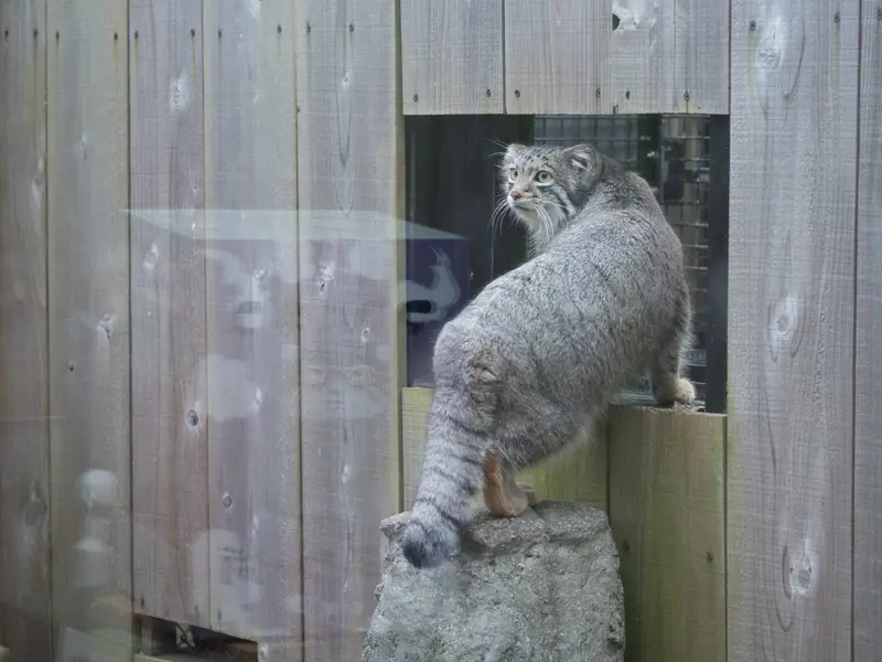 A photograph of Oto in Saitama Children's Zoo