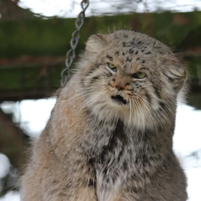 A photograph of Buck in Banham Zoo