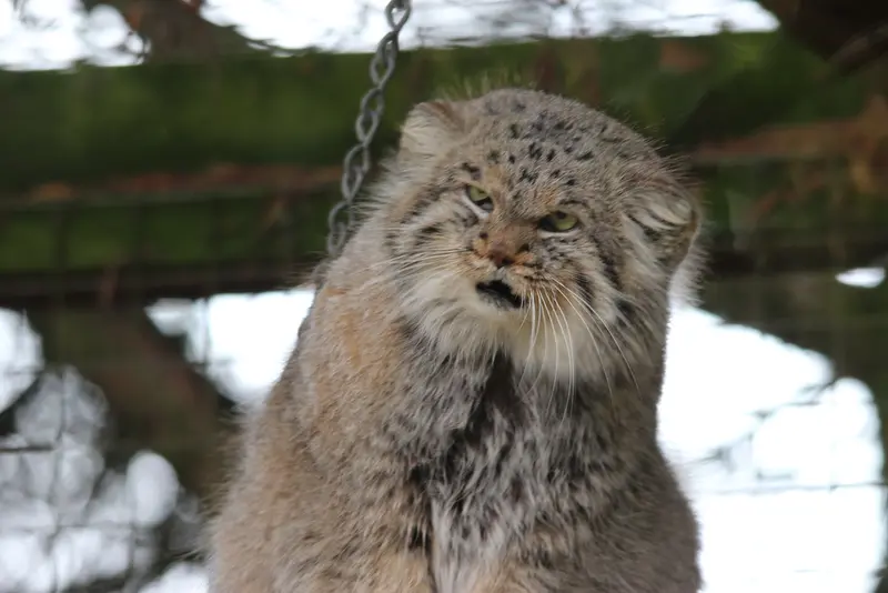 A photograph of Buck in Banham Zoo