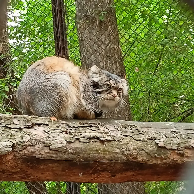 A photograph of George in Novosibirsk Zoo