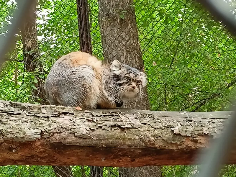 A photograph of George in Novosibirsk Zoo