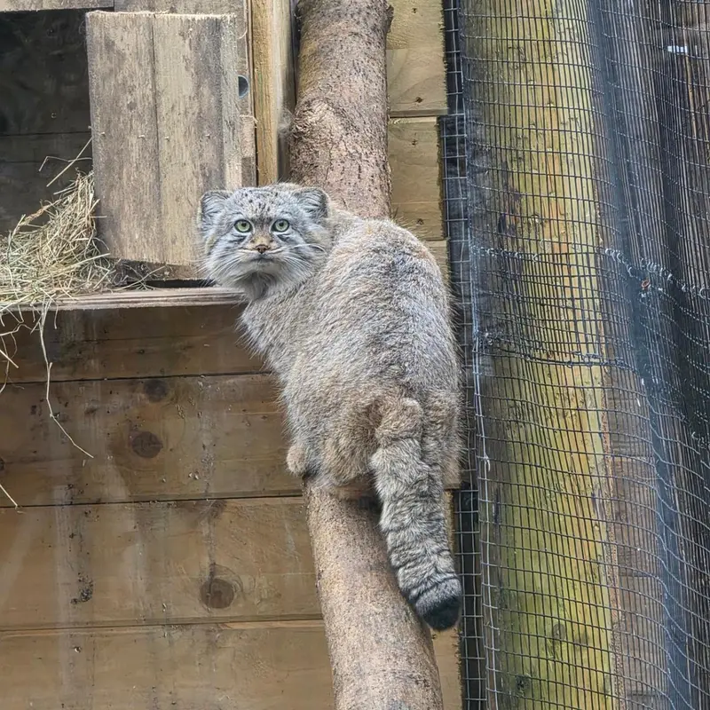 A photograph of a Pallas's cat in The Lakeland Wildlife Oasis