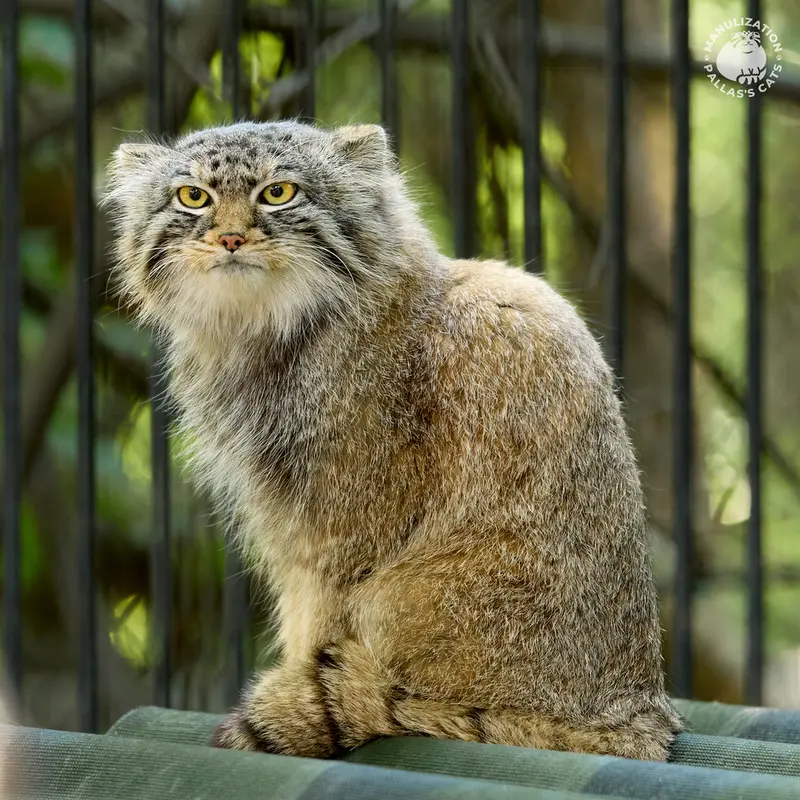 A photograph of Son of Eve 2024 Ⅱ in Novosibirsk Zoo