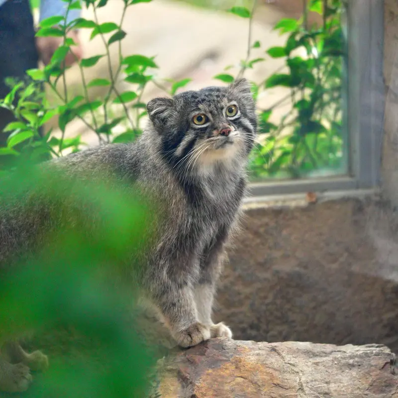 A photograph of Nar in Kobe Animal Kingdom
