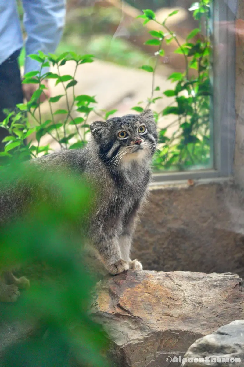 A photograph of Nar in Kobe Animal Kingdom