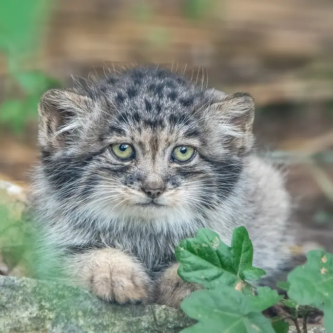 A photograph of a Pallas's cat in Brno Zoo