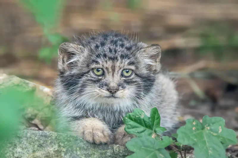 A photograph of a Pallas's cat in Brno Zoo