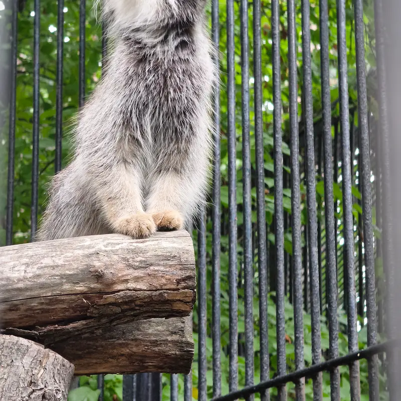 A photograph of Gabi in Novosibirsk Zoo