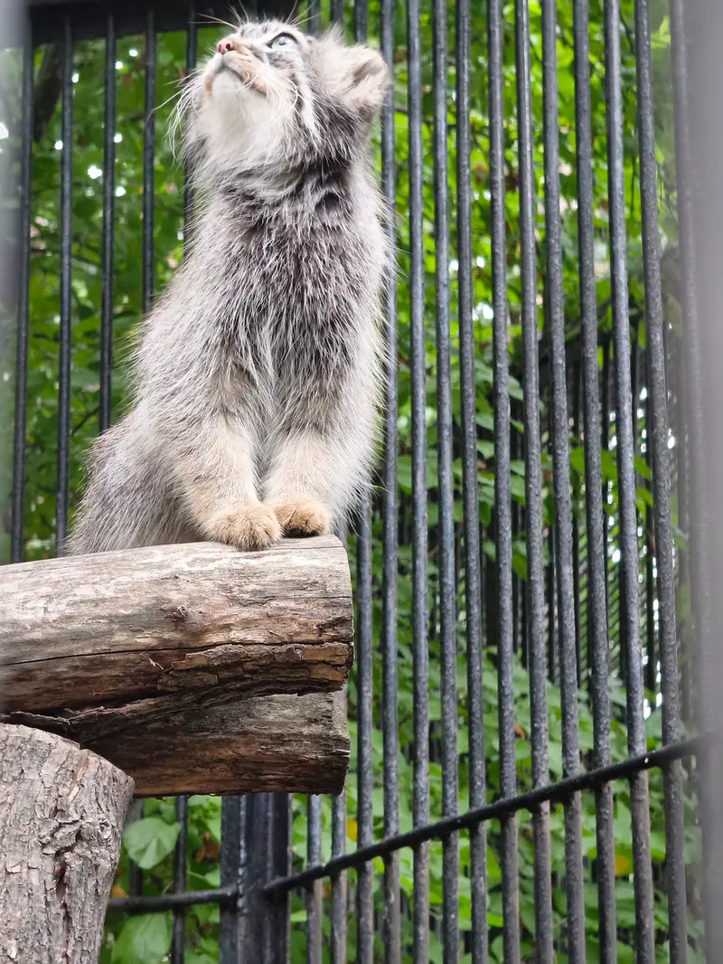 A photograph of Gabi in Novosibirsk Zoo