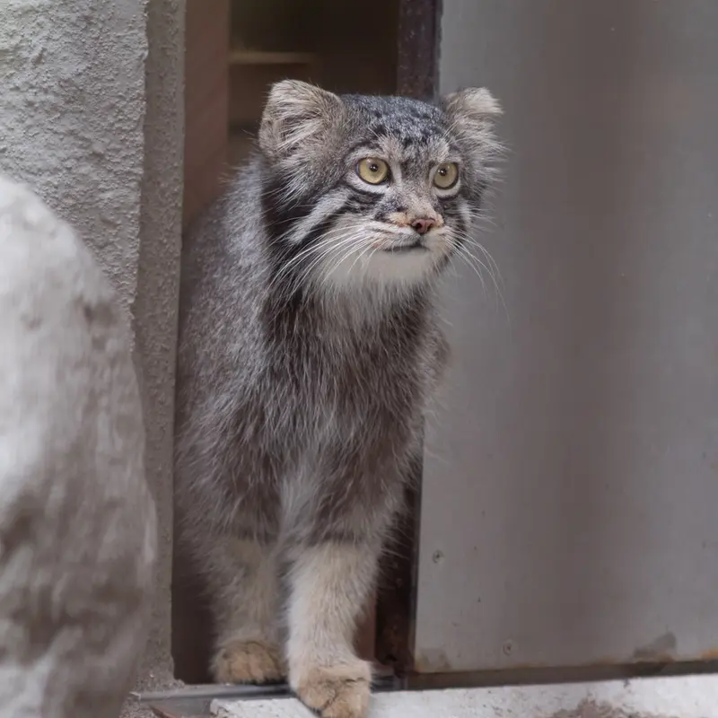 A photograph of Figa in Nogeyama Zoo