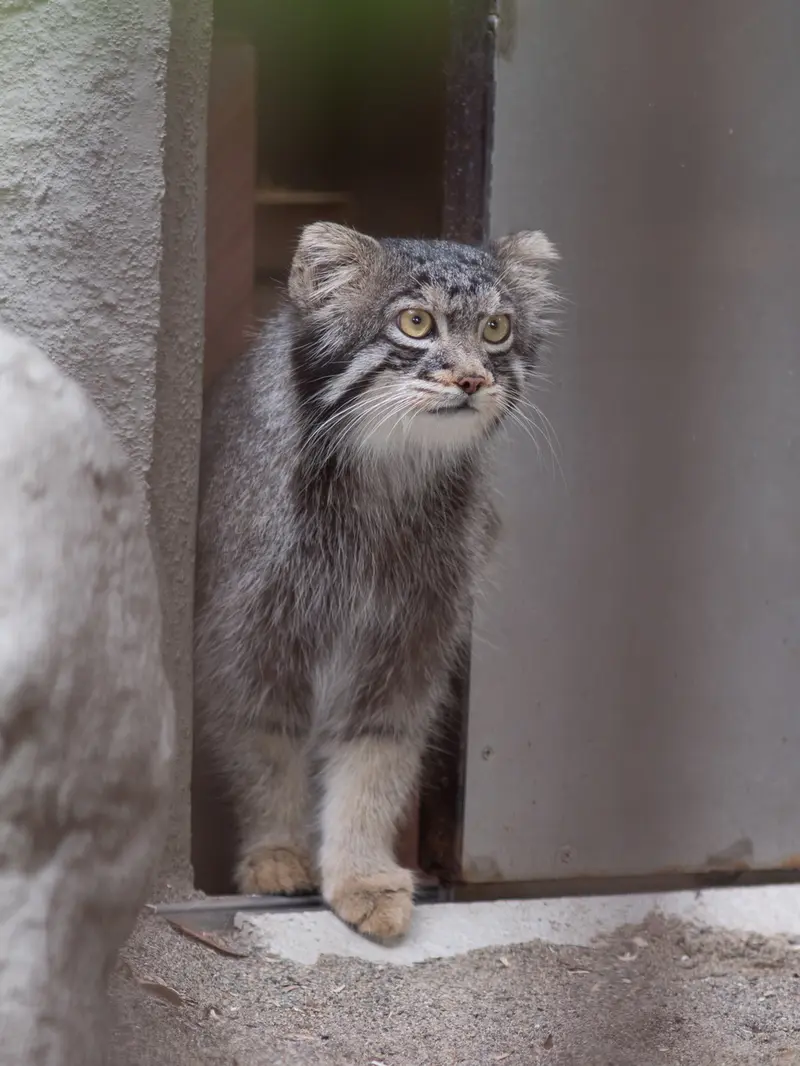 A photograph of Figa in Nogeyama Zoo