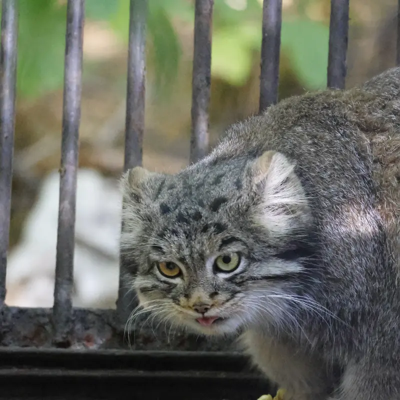 A photograph of Katun in Novosibirsk Zoo