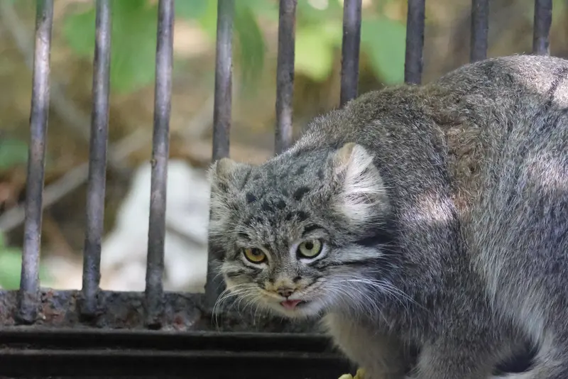 A photograph of Katun in Novosibirsk Zoo