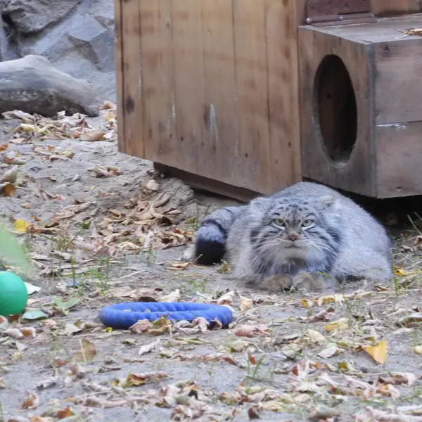 A photograph of Snezhinka in Novosibirsk Zoo