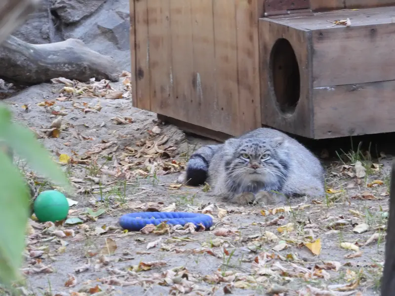 A photograph of Snezhinka in Novosibirsk Zoo
