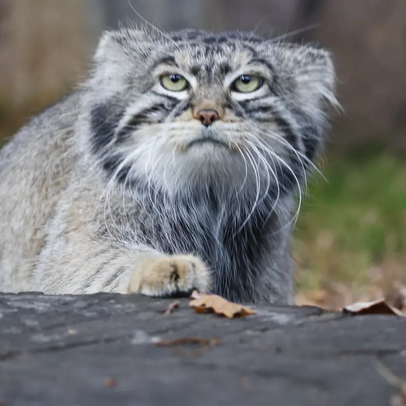 A photograph of Timofey in Moscow zoo