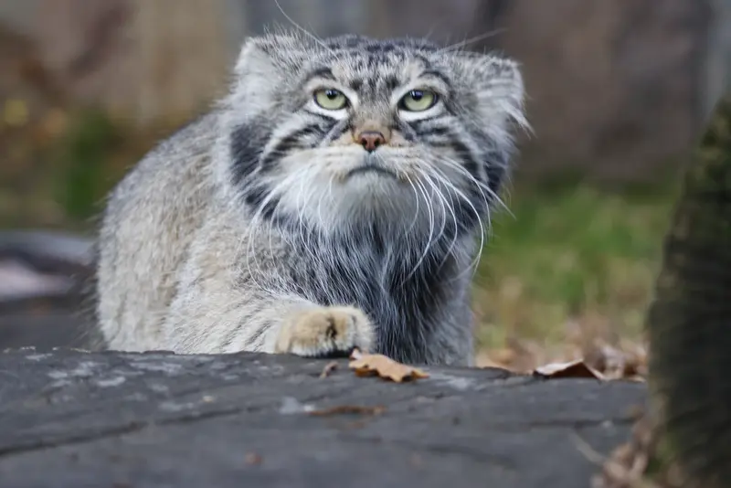 A photograph of Timofey in Moscow zoo