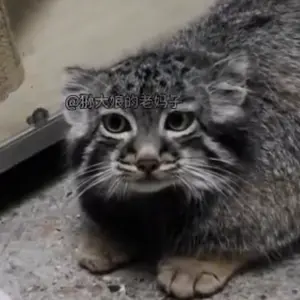 A photograph of a Pallas's cat