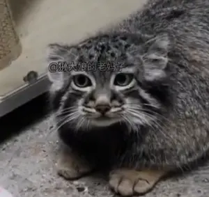 A photograph of a Pallas's cat