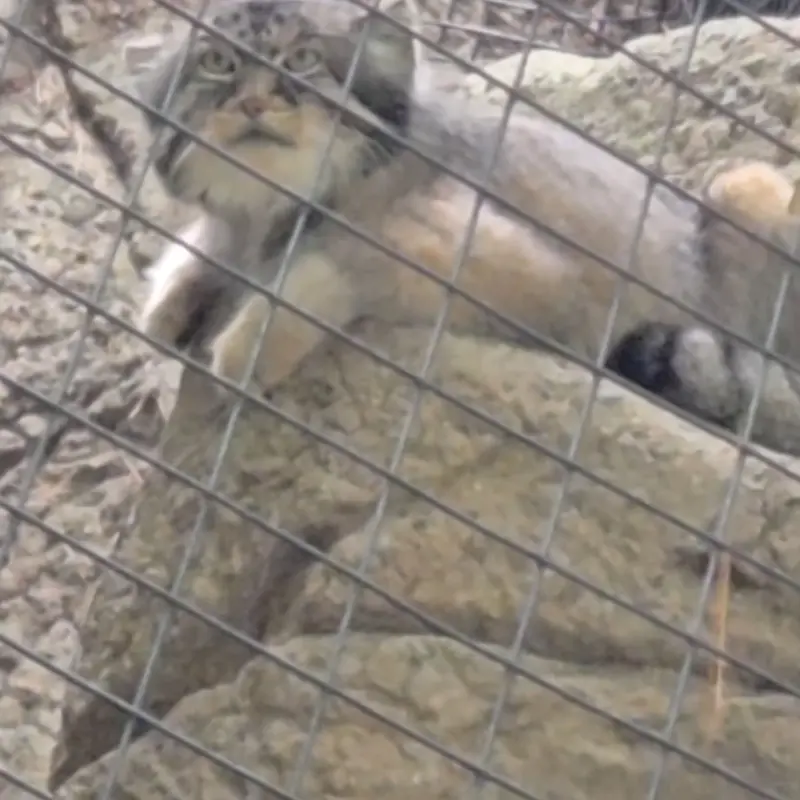 A photograph of a Pallas's cat in Cincinnati Zoo