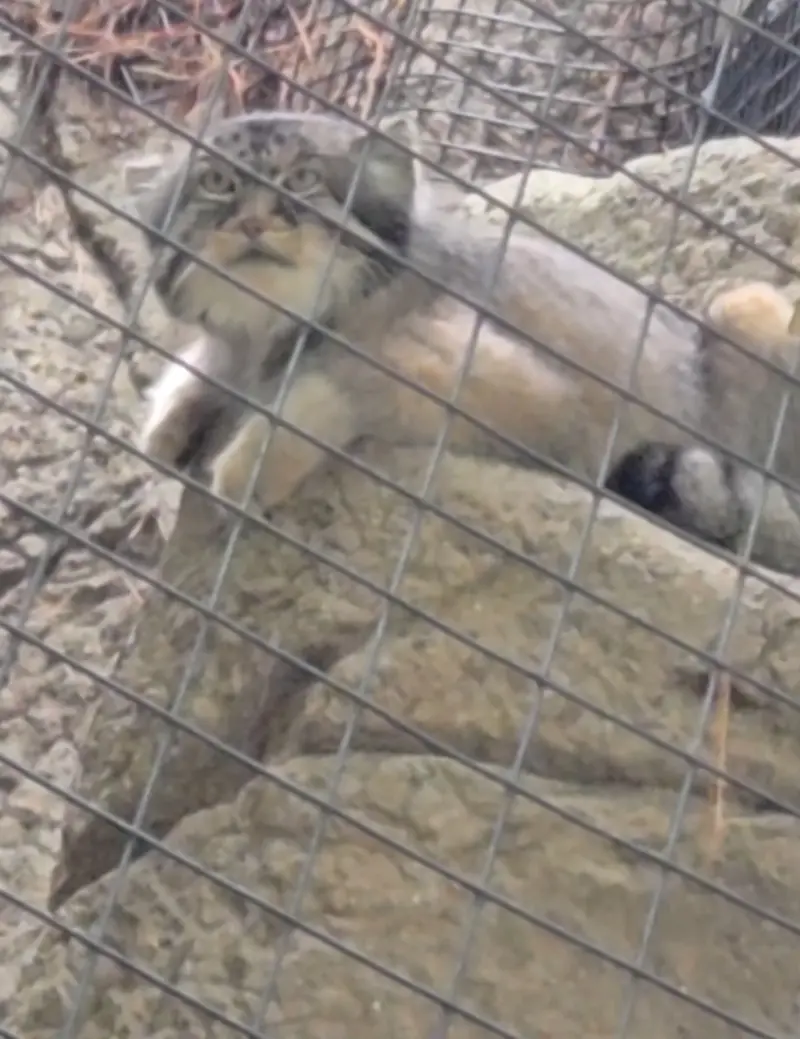 A photograph of a Pallas's cat in Cincinnati Zoo