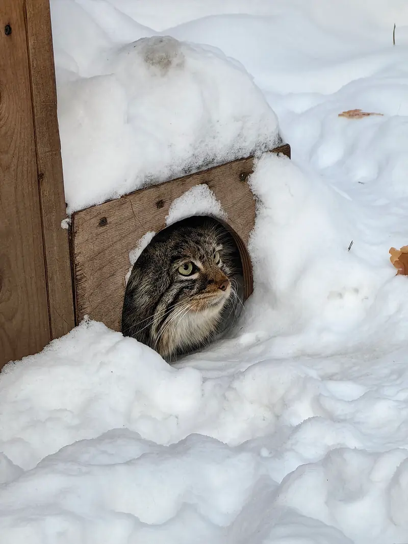 A photograph of Daughter of Eve 2023 Ⅲ in Novosibirsk Zoo