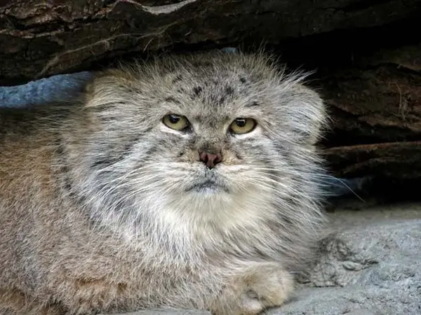 A photograph of a Pallas's cat