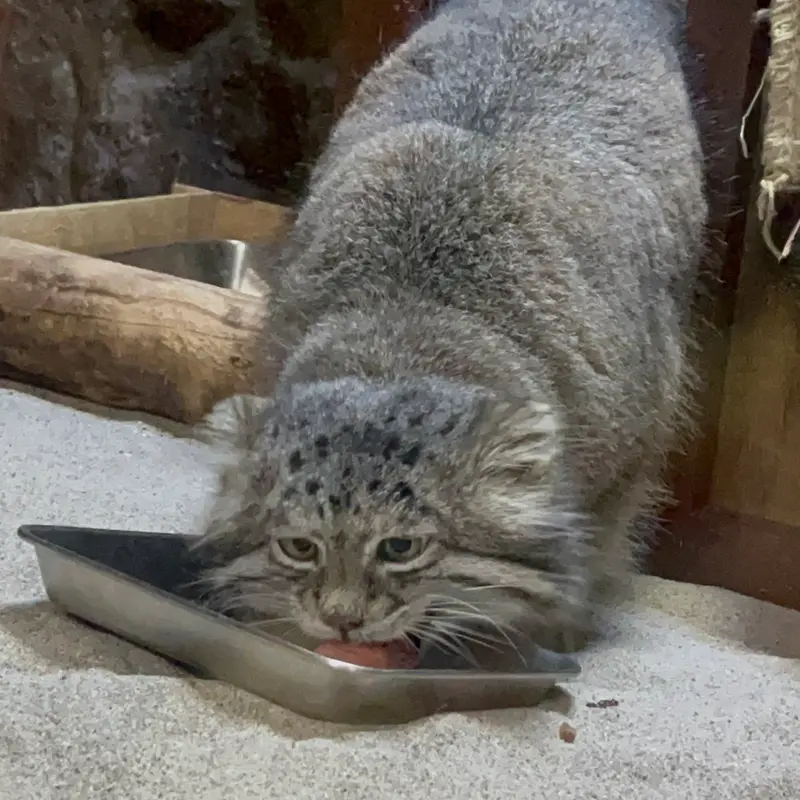 A photograph of Klyon in Ueno Zoological Gardens