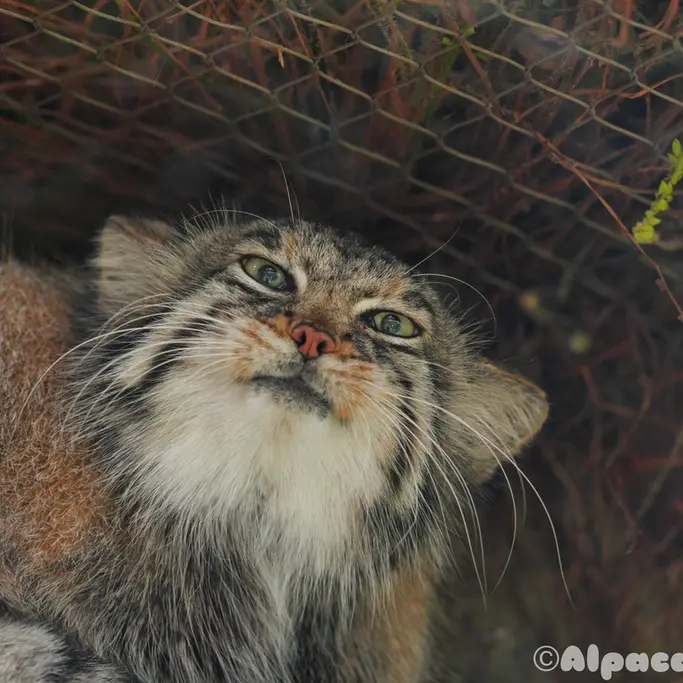 A photograph of Az in Kobe Animal Kingdom