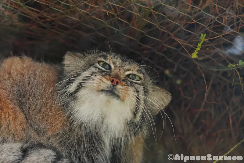 A photograph of Az in Kobe Animal Kingdom