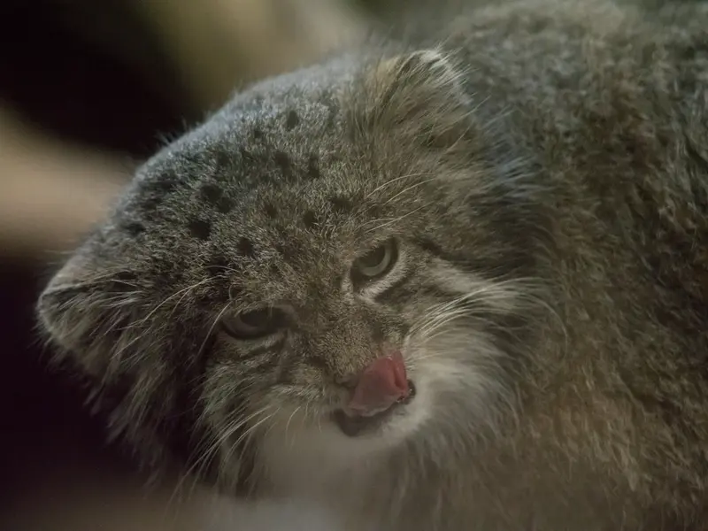 A photograph of Klyon in Ueno Zoological Gardens