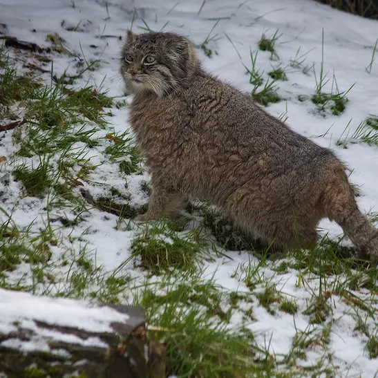 A photograph of a Pallas's cat in Dierenrijk Mierlo