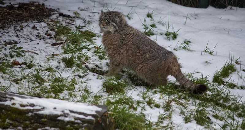 A photograph of a Pallas's cat in Dierenrijk Mierlo