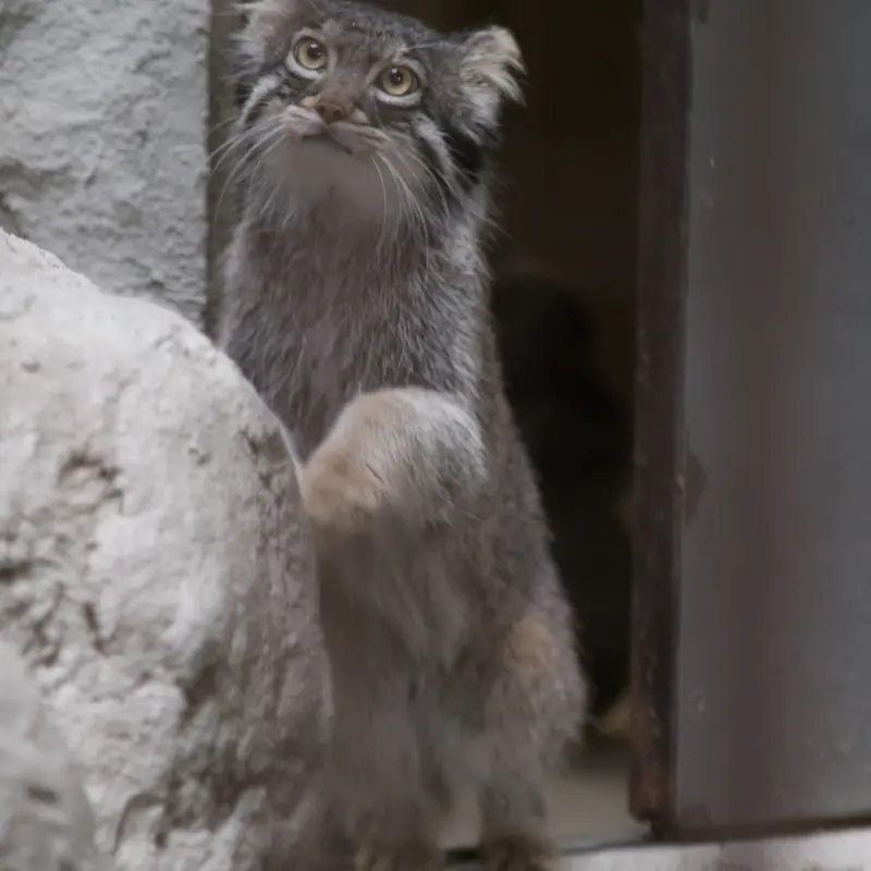 A photograph of Figa in Nogeyama Zoo
