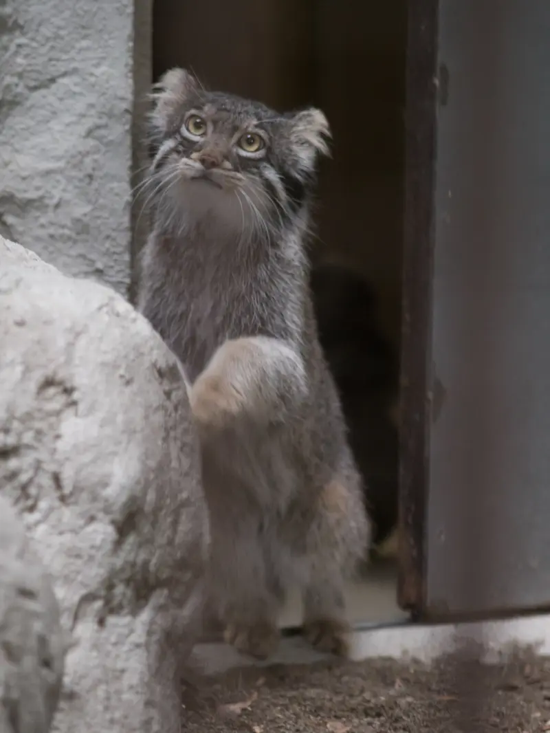 A photograph of Figa in Nogeyama Zoo