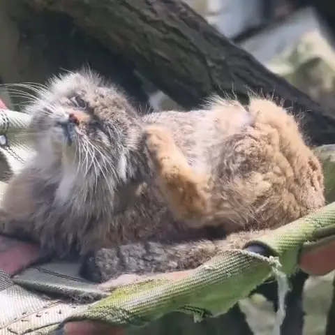A photograph of a Pallas's cat in Łódź Zoo