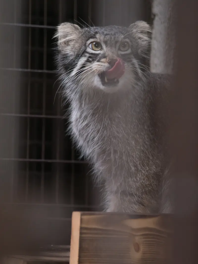 A photograph of Figa in Nogeyama Zoo