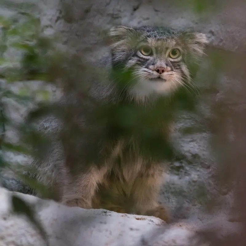 A photograph of Figa in Nogeyama Zoo