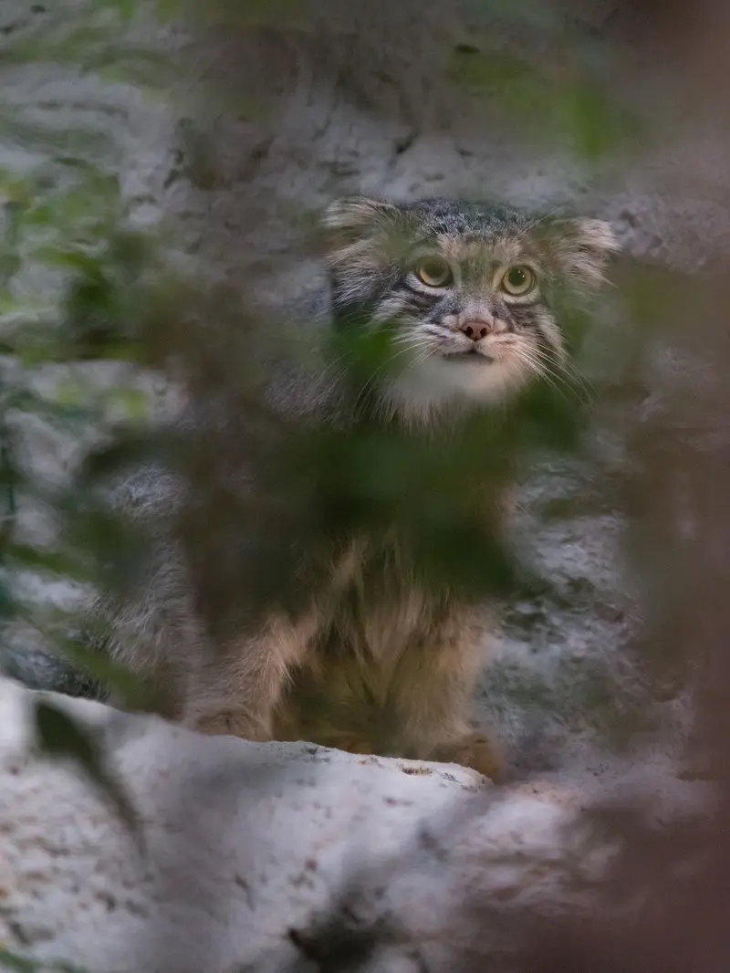 A photograph of Figa in Nogeyama Zoo