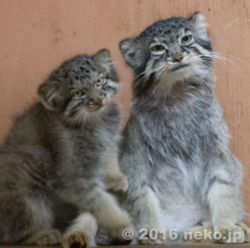 A photograph of Tabby and Bor in Saitama Children's Zoo