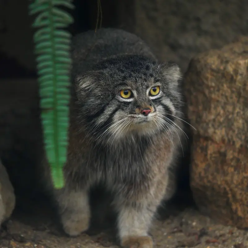 A photograph of Nar in Kobe Animal Kingdom