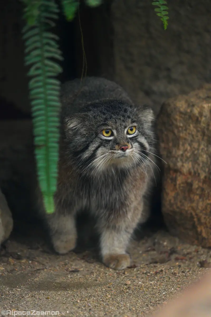 A photograph of Nar in Kobe Animal Kingdom