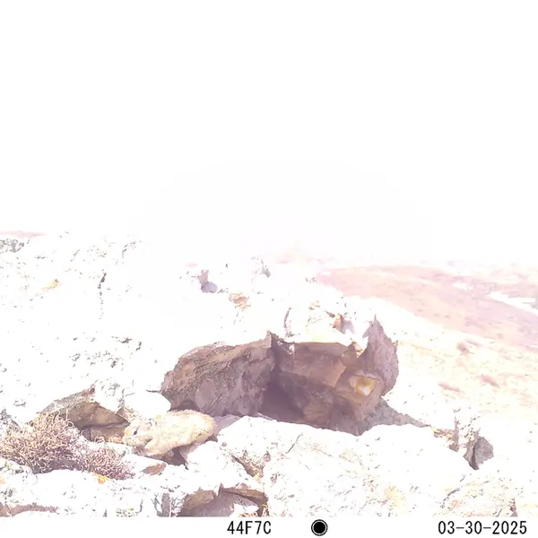 A photograph of Pika from Besshoky 1 camera trap