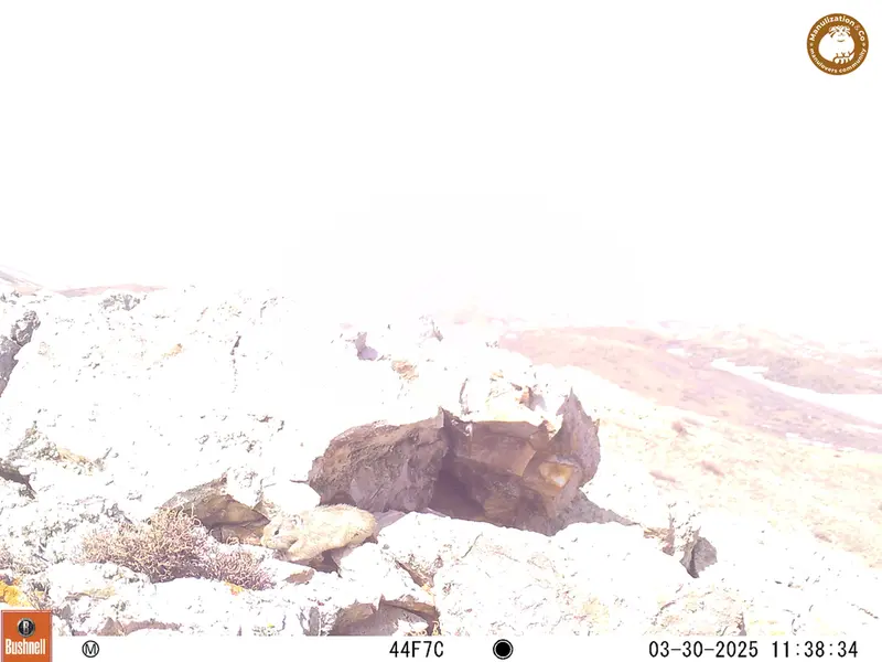 A photograph of Pika from Besshoky 1 camera trap