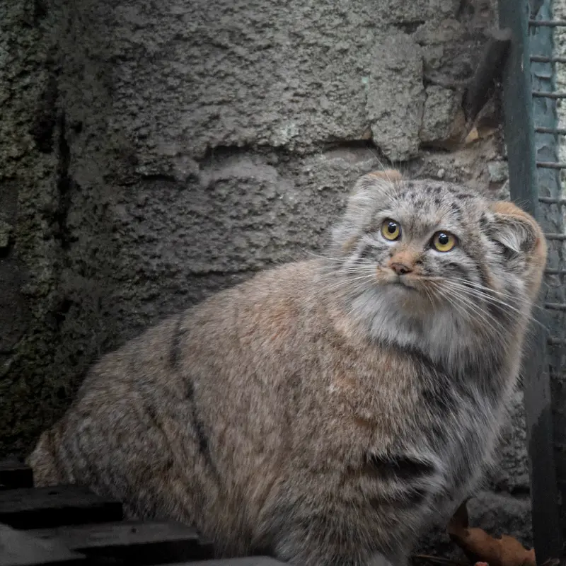 A photograph of Lucy in Budapest Zoo & Botanical Garden