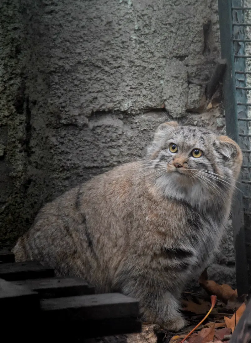 A photograph of Lucy in Budapest Zoo & Botanical Garden